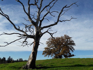 kahler Laubbaum toter Baum und lebender Baum zum Thema Wachstum Alter 