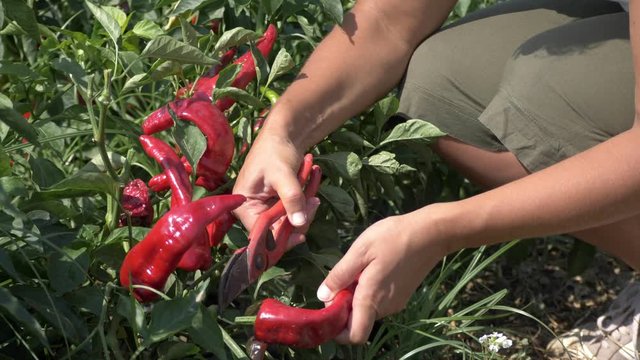 beautiful ripe peppers picked by the farmer. agriculture, harvest, summer