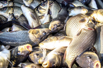 Young carp fish from a fish farm in a barrel are transported for release into the reservoir