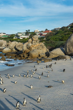 South Africa, Cape of good hope, Boulders beach, jackass penguins colony, Spheniscus demersus