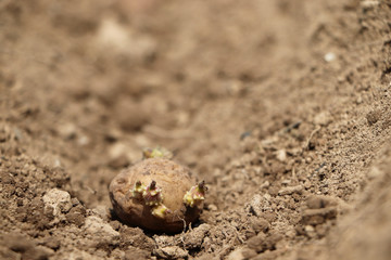 Saatkartoffeln im Beet