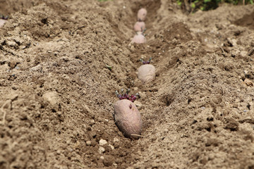 Saatkartoffeln im Beet