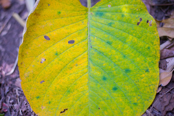 The color of the leaves that are changing the color naturally