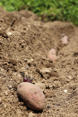 Saatkartoffeln im Beet