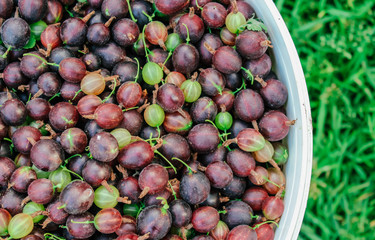 natural, orgooseberry, background, fresh, berry, garden, nature, organic, gooseberries, sweet, green, food, closeup, healthy, natural, health, leaf, freshness, fruit, branch, harvest, ripe,ganic agrus