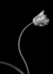 Classic beautiful monochrome dramatic blooming parrot tulip against a black background.