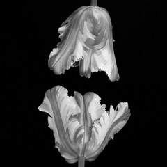 Beautiful monochrome stacked mimicking parrot tulip heads against a black background.