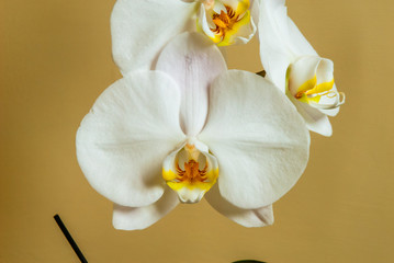 Beautiful bunch of white orchid, shot at close range, in its small details