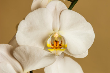 Naklejka na ściany i meble Beautiful white orchid, shot at close range, in its small details