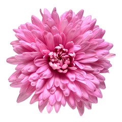 Pink chrysanthemum flower isolated on white background. Floral pattern, object. Flat lay, top view
