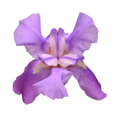 Blooming violet iris flower isolated on white background. Summer. Spring. Flat lay, top view. Floral pattern. Love. Valentine's Day