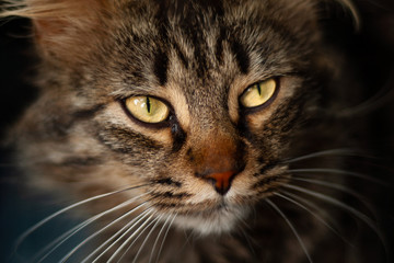 Details of a beautiful domestic cat with amber eyes