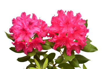 Pink flower of rhododendron bush isolated on white background. Flat lay, top view. Object, studio,...