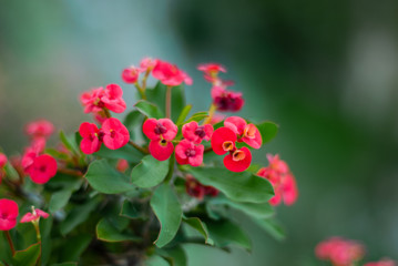 Red flowers of a shrub, taken with a large diaphragm