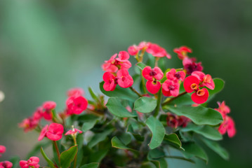 Bunch of red flowers, taken with a large diaphragm