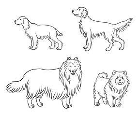 Dogs of different breeds in outlines (set4) - vector illustration