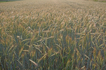 Gerste auf dem Feld