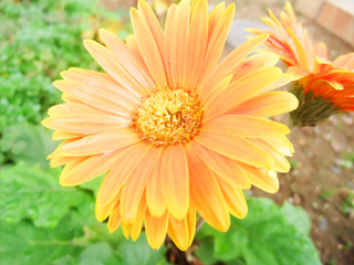 オレンジ色のガーベラ