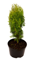 Thuja Platycladus orientalis Aurea Nana in pot isolated on white background. Coniferous trees. Flat lay, top view