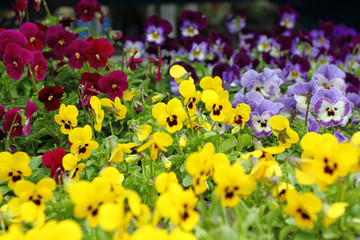 Viola cultivar. Viola trocolor flower. Floral pattern. Flowers background texture. Violets.