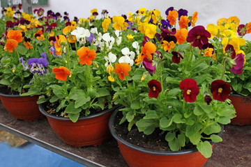 Viola cultivar. Viola trocolor flower. Floral pattern. Flowers background texture. Violets.