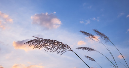 Grass flower swaying in windy morning