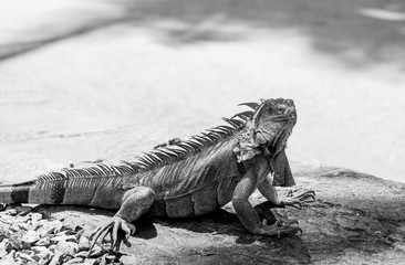 Iguana