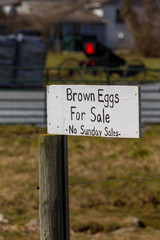 Brown Eggs For Sale