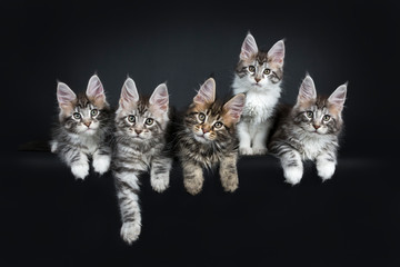 Perfect row of five gorgeous Maine Coon cat kittens sitting and laying beside eachother. All looking straight at camera with green blue eyes. Isolated on black background. © Nynke