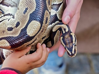 Haende halten eine Python Schlange