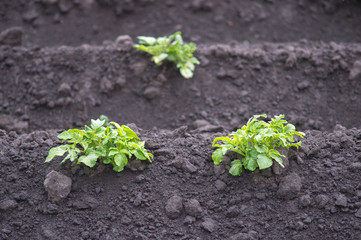 Growing Potatoes Field rows