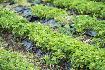 Strawberry Field rows