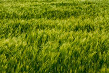 Abstract cereal green field
