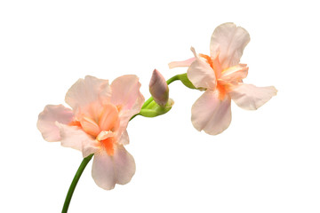 Beautiful bouquet pink iris flower with bud isolated on white background. Easter. Summer. Spring. Flat lay, top view. Love. Valentine's Day. Floral pattern, object. Nature concept