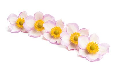 Obraz premium anemone hupehensis