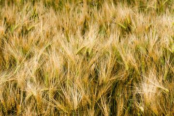 Close up of cereal plants