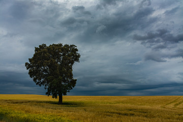 Fototapeta na wymiar Cereal fields with a lonely tree