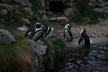 Penguins in a zoo