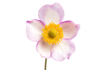 Naklejka premium anemone hupehensis