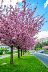 Pink spring floral trees on the street.