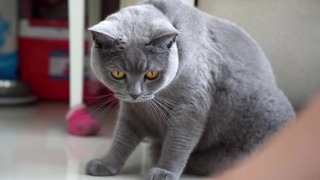 Gray cat looking at hand