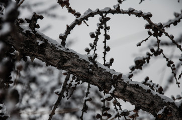 branch of tree in winter