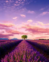 Deurstickers Boom in lavendelveld bij zonsondergang in de Provence © Anton Gvozdikov