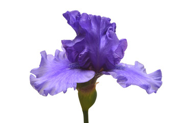 Blue iris flower isolated on white background. Summer. Spring. Flat lay, top view. Floral pattern. Love. Valentine's Day