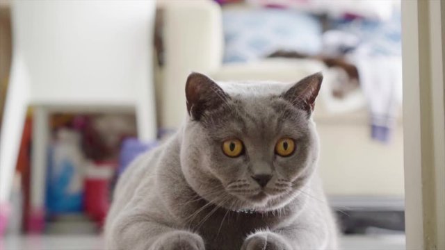 Cute gray cat looking at hand of owner on floor at home