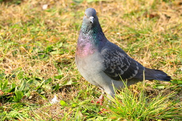 Pigeon in nature