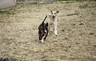 Obraz na płótnie Canvas Dogs playing park