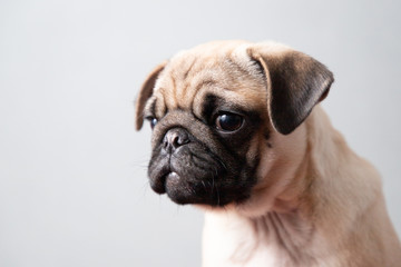 Obraz premium Cute Pug Puppy With White Background