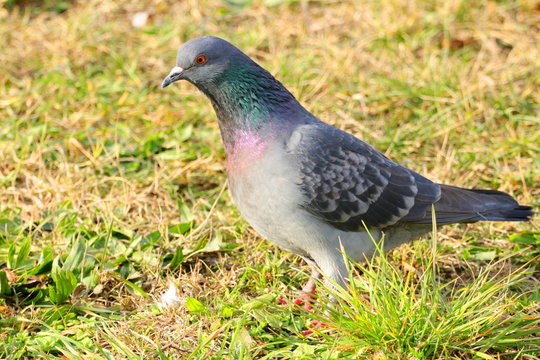 Pigeon in nature