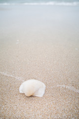 Fototapeta na wymiar White Shell on sand beach, Laem Talumphuk.